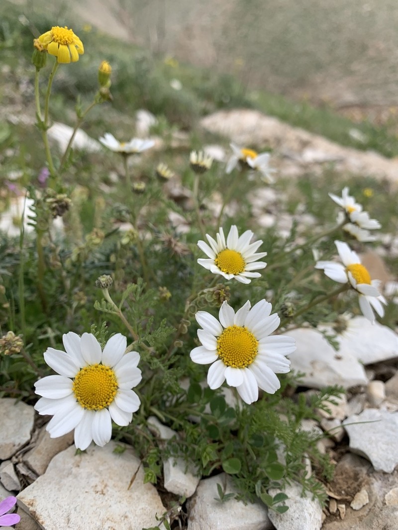Anthemis schizostephana