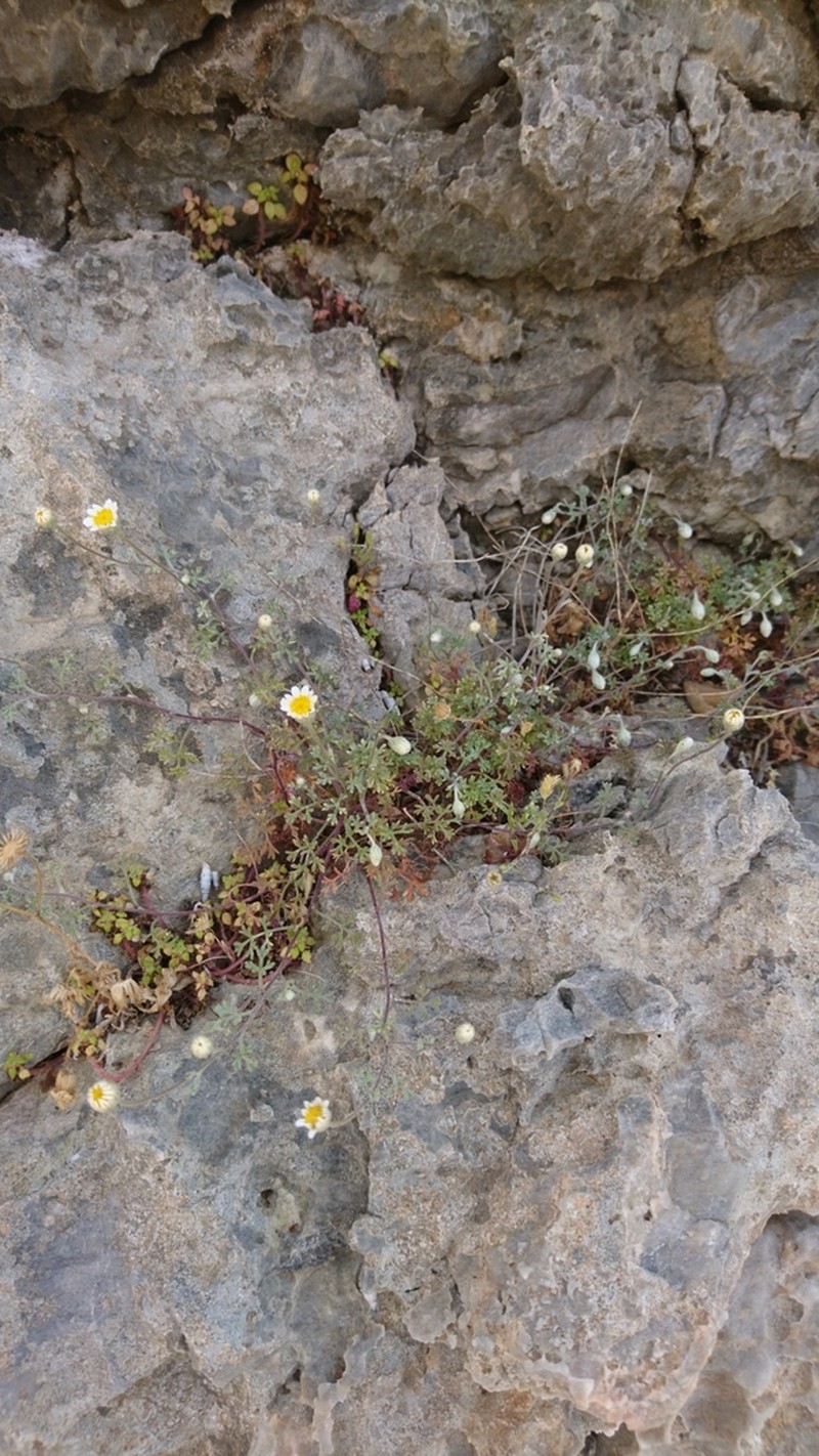 Anthemis scopulorum photo 3