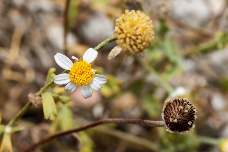 Anthemis scopulorum photo 4