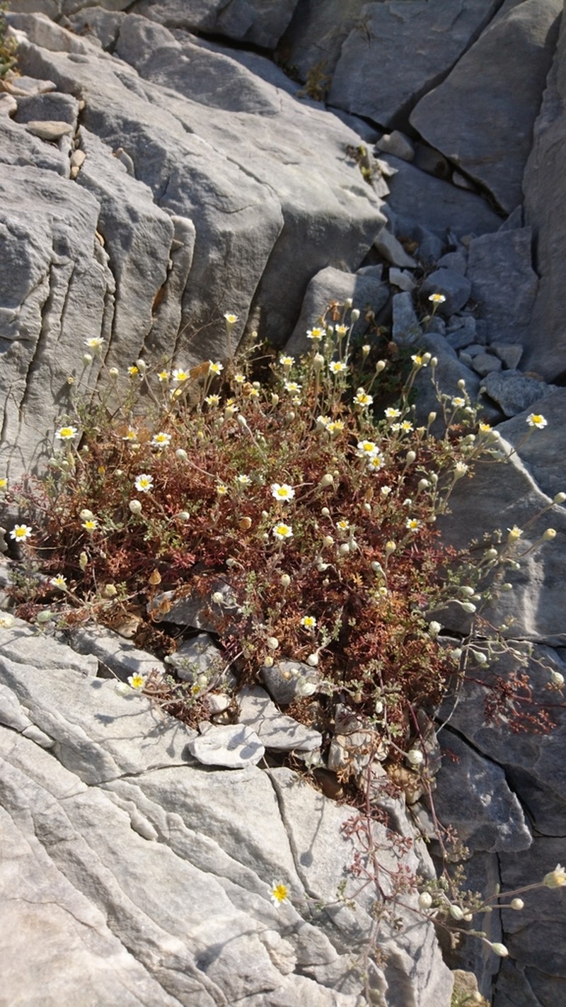 Anthemis scopulorum photo 2