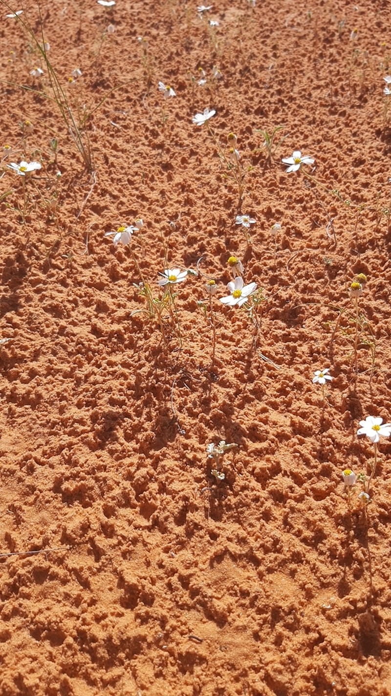 Anthemis scrobicularis