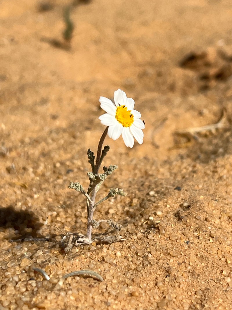 Anthemis scrobicularis photo 2