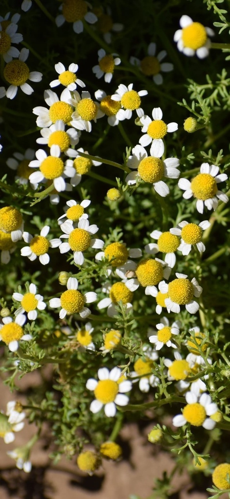 Prostrate Chamomile