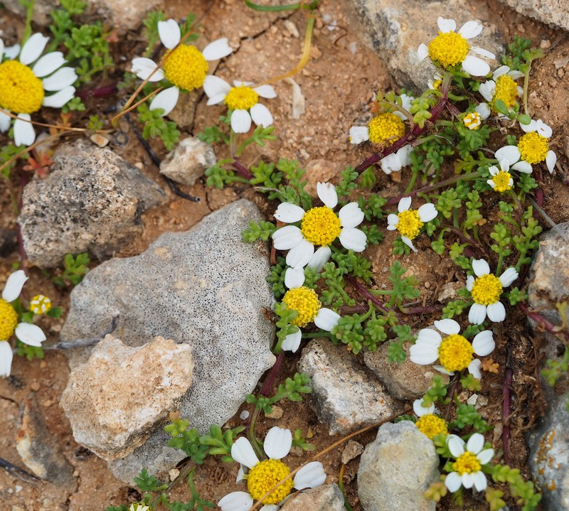 Prostrate Chamomile photo 3