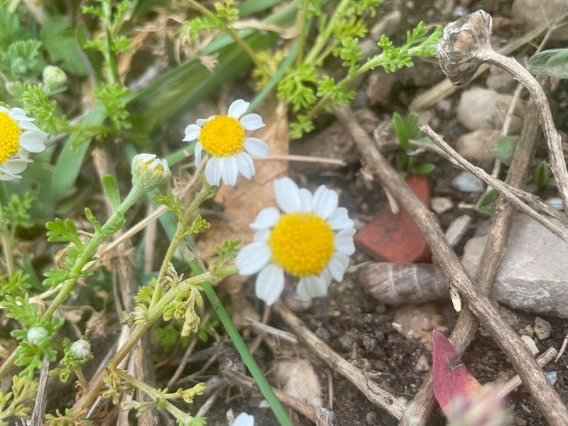 Prostrate Chamomile photo 4