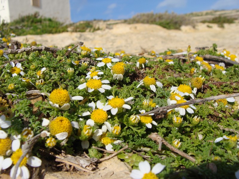 Prostrate Chamomile photo 5