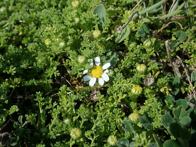 Prostrate Chamomile photo 6
