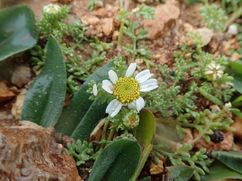 Prostrate Chamomile photo 7