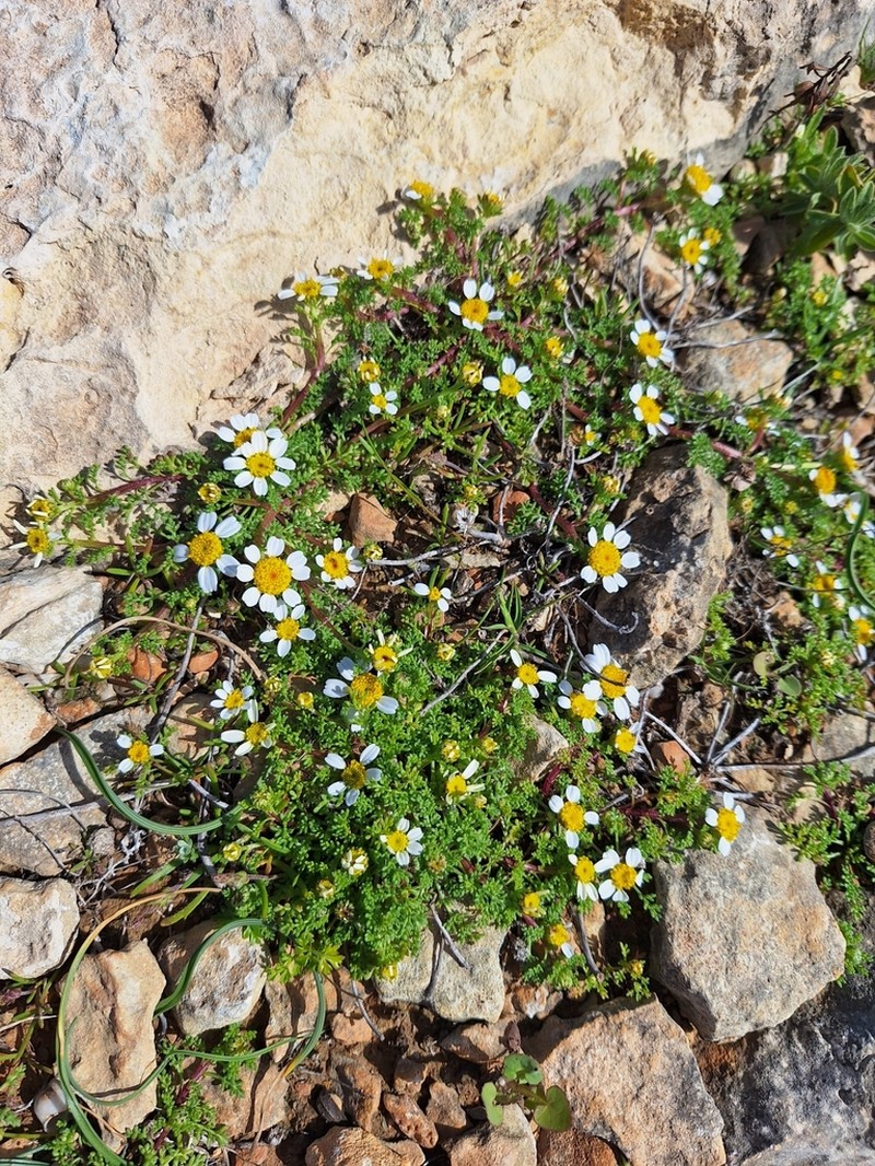 Prostrate Chamomile photo 8