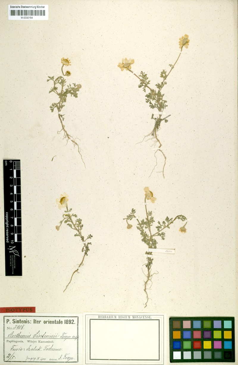 Anthemis sintenisii