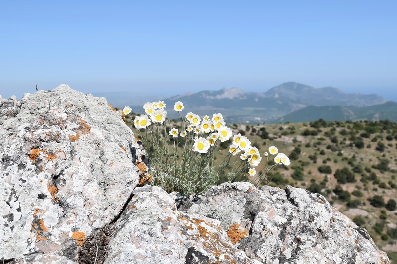 Anthemis sterilis