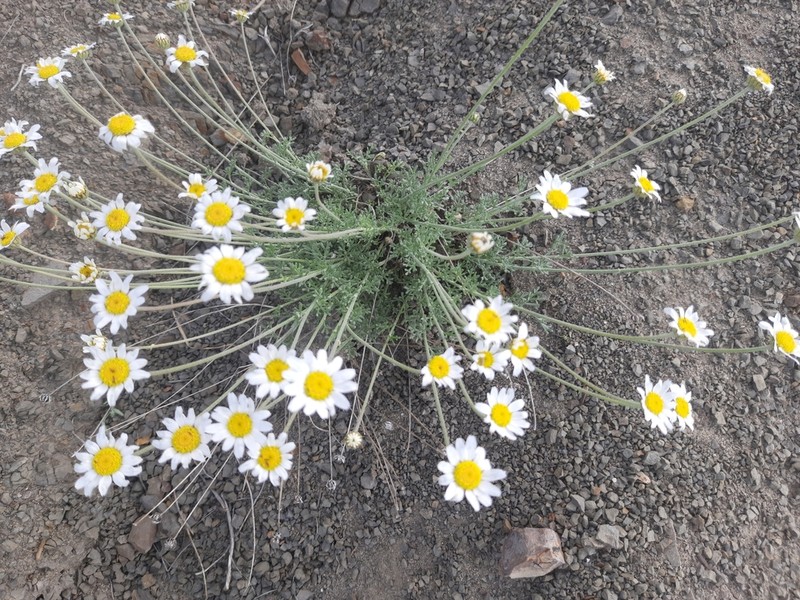 Anthemis sterilis photo 2
