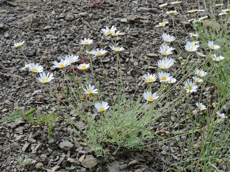 Anthemis sterilis photo 3