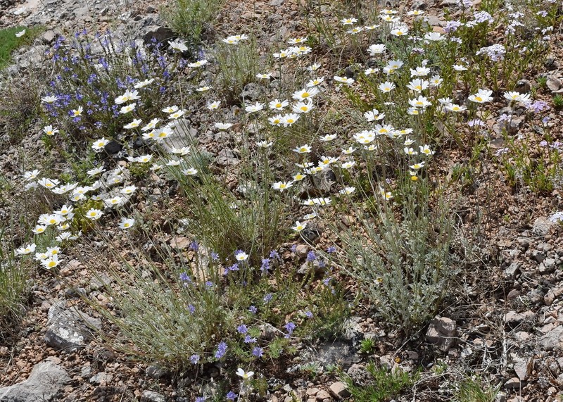 Anthemis sterilis photo 5