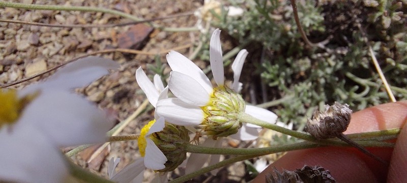 Anthemis sterilis photo 6