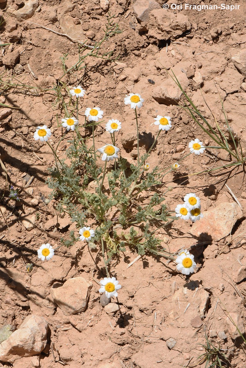 Anthemis tenuicarpa photo 4