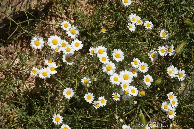 Anthemis tenuicarpa