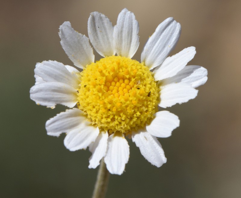 Anthemis tenuicarpa photo 2