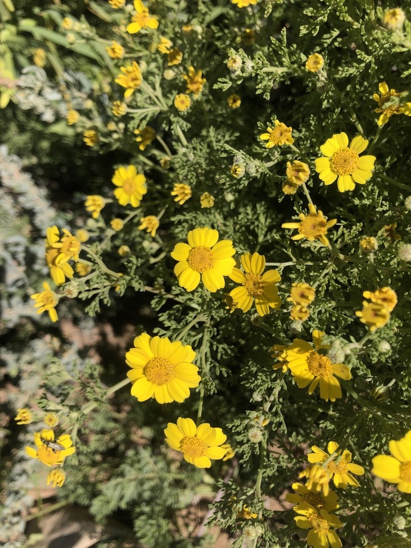 Anthemis tenuisecta photo 5