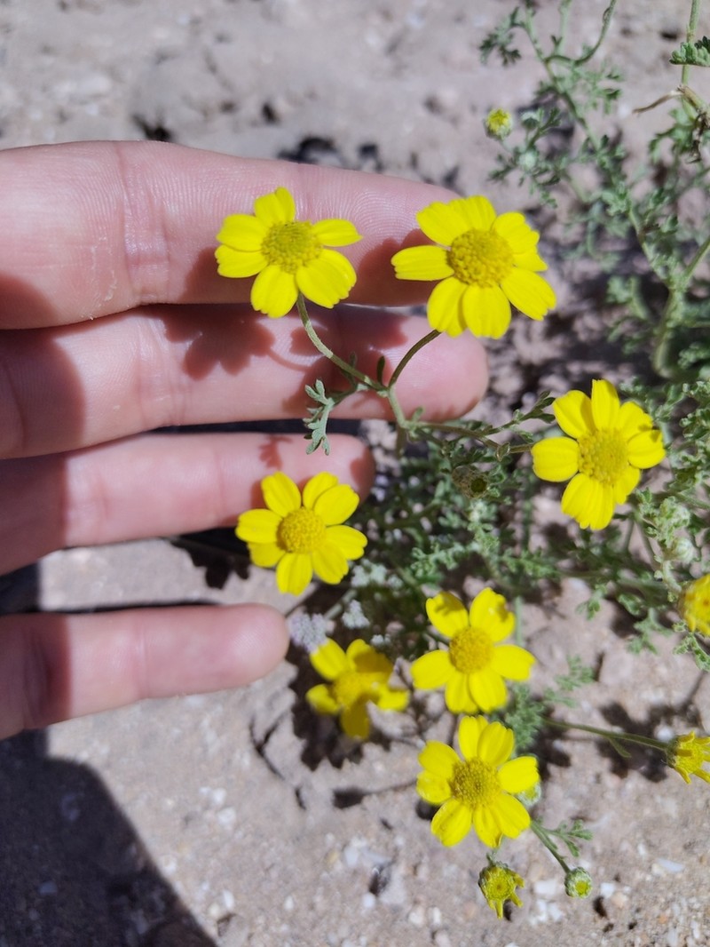 Anthemis tenuisecta photo 6