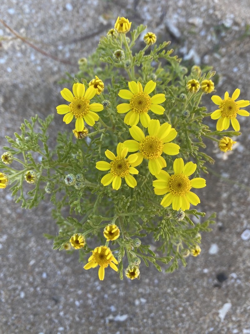Anthemis tenuisecta photo 7
