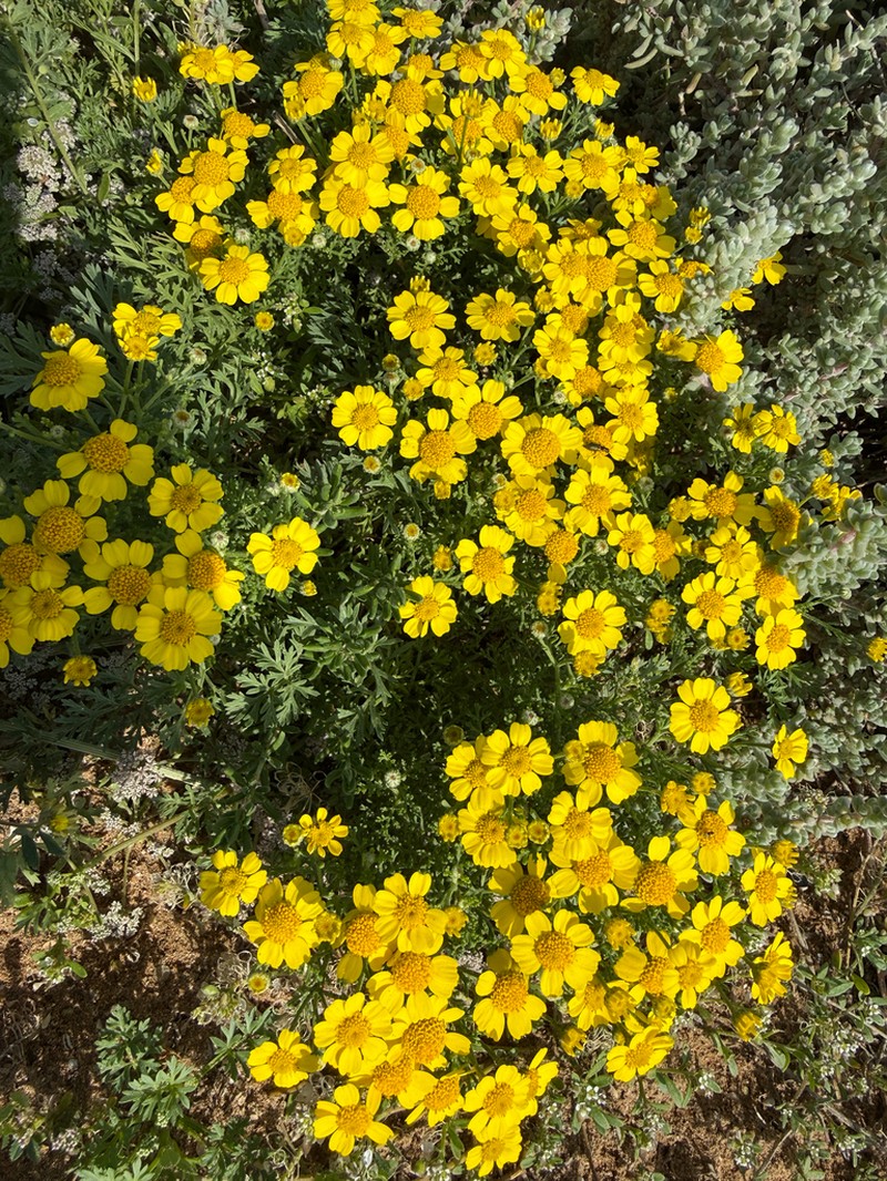 Anthemis tenuisecta photo 8