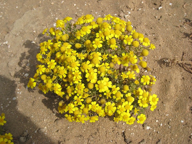 Anthemis tenuisecta photo 4