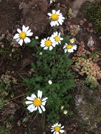 Anthemis tigreensis