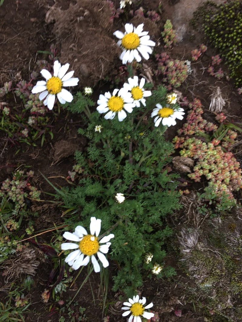 Anthemis tigreensis