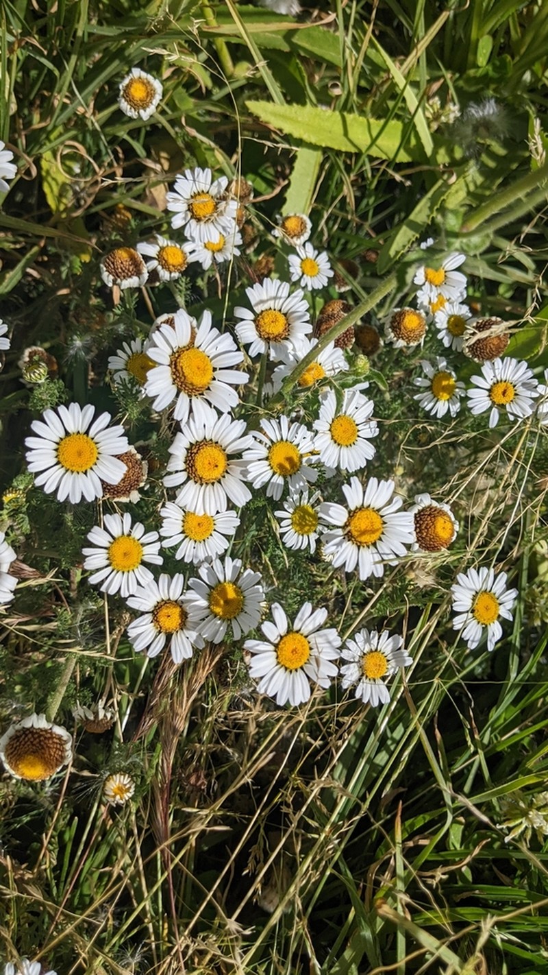 Anthemis tigreensis photo 2
