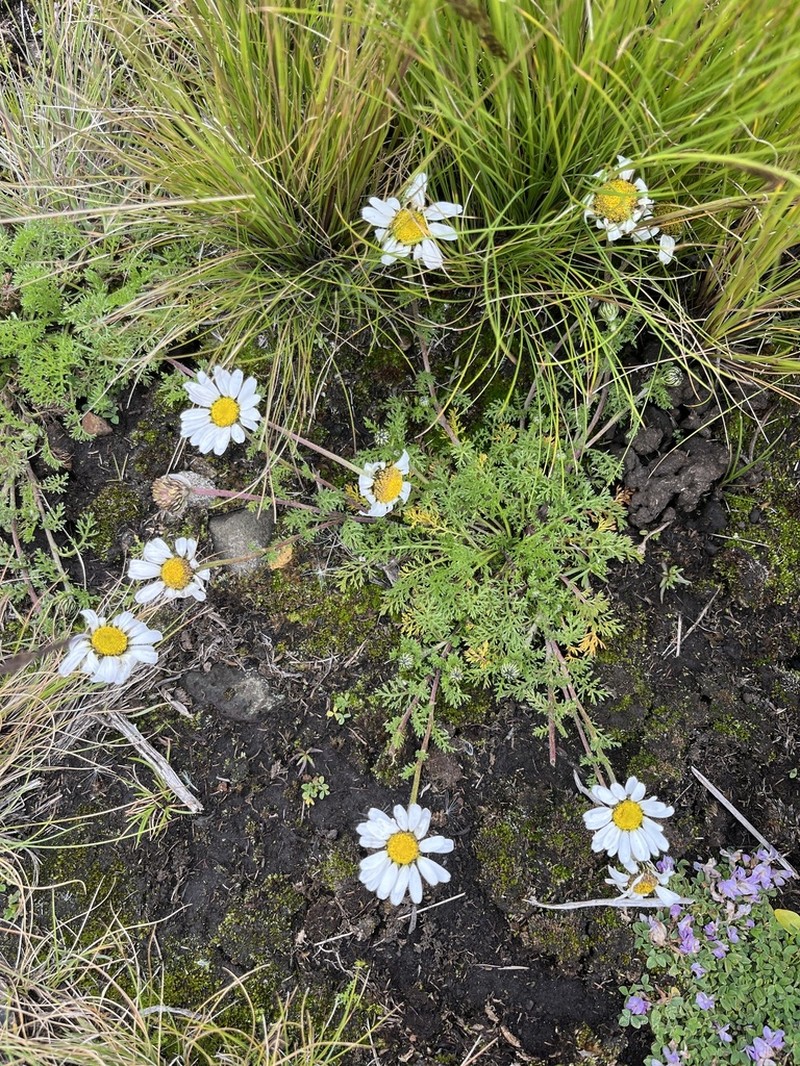 Anthemis tigreensis photo 3