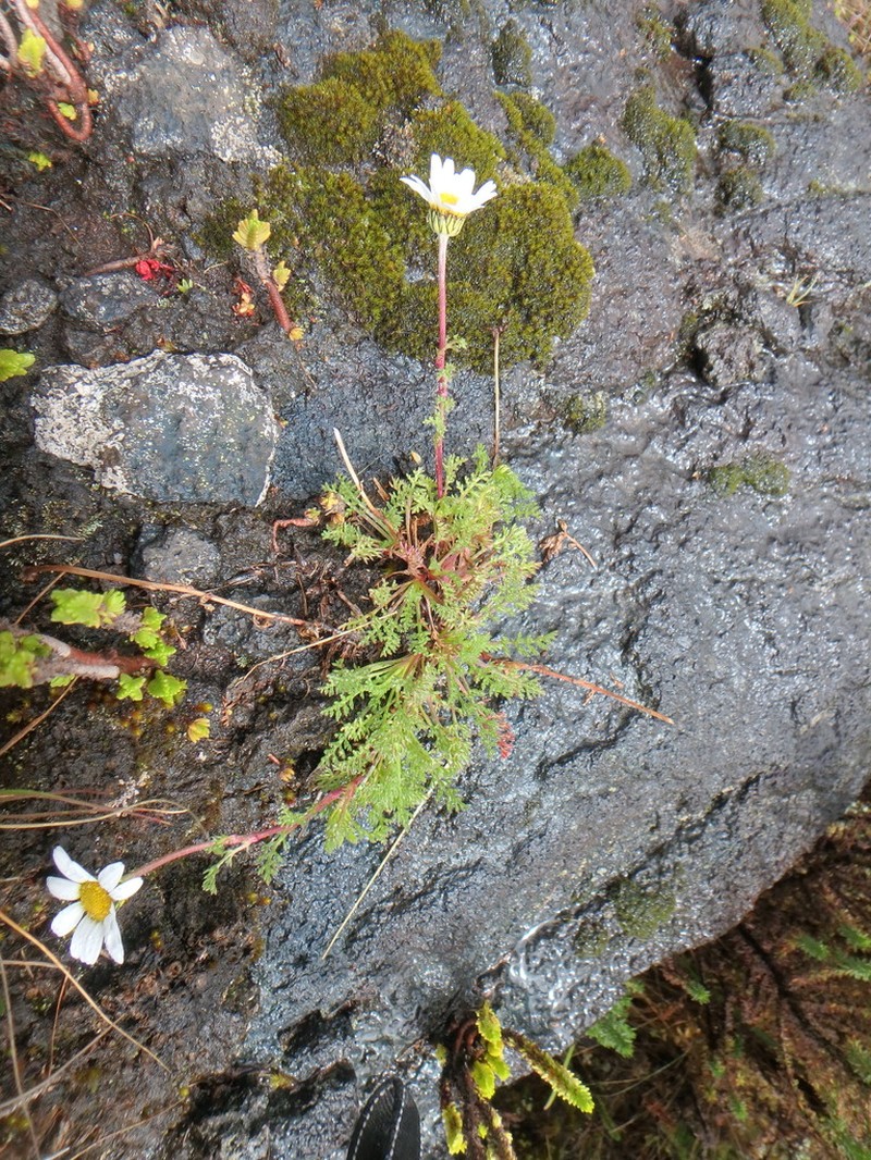 Anthemis tigreensis photo 4