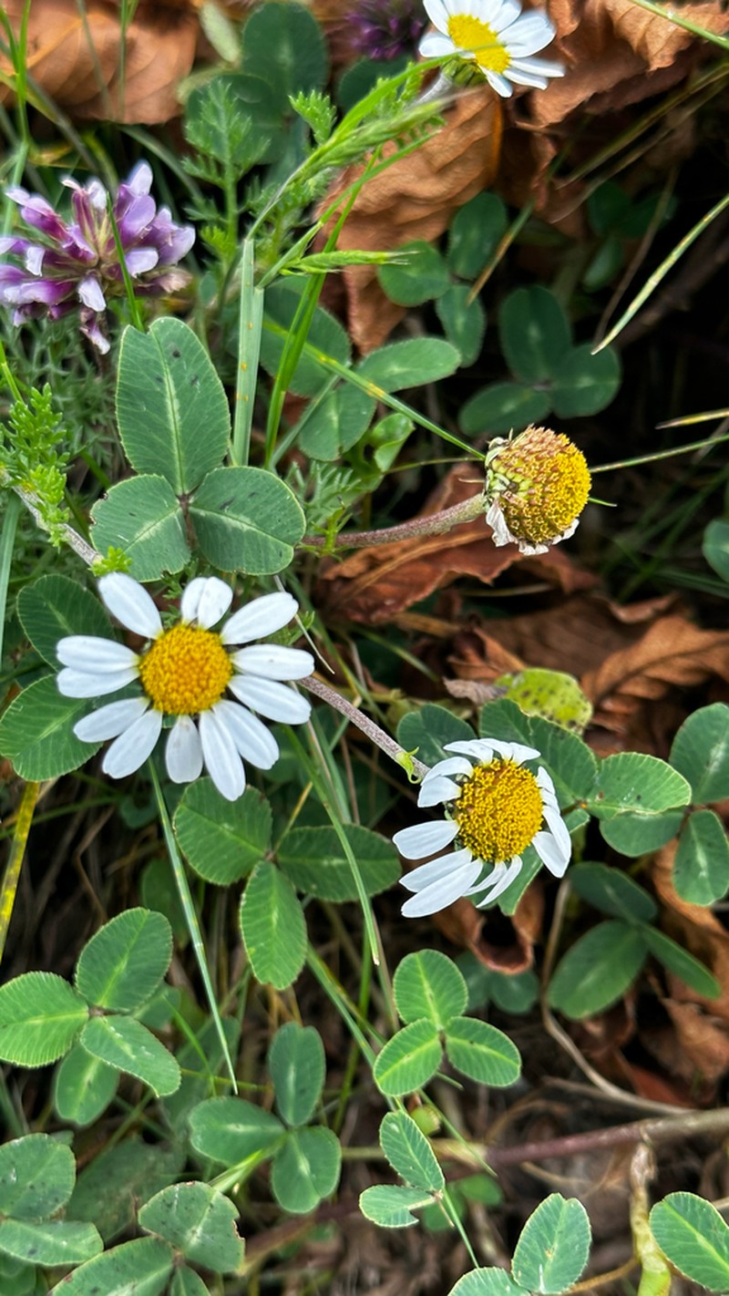 Anthemis tigreensis photo 6