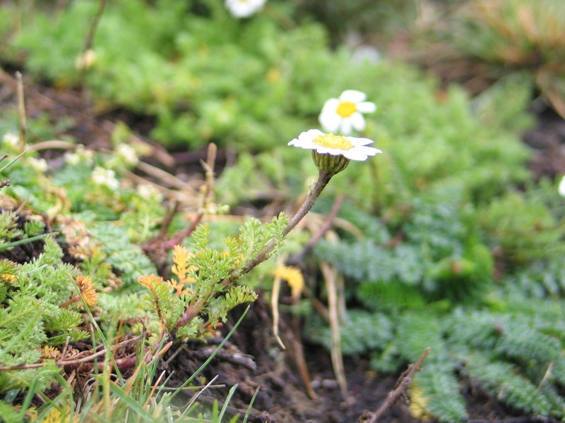 Anthemis tigreensis photo 8