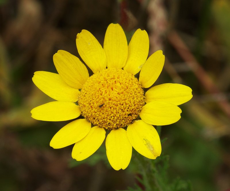 Golden Chamomile photo 2
