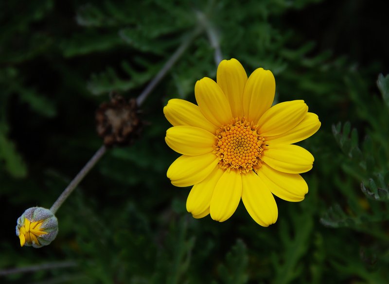 Golden Chamomile photo 3