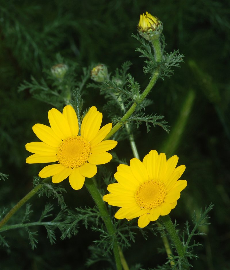 Golden Chamomile