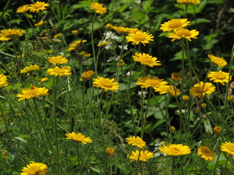 Golden Chamomile photo 4