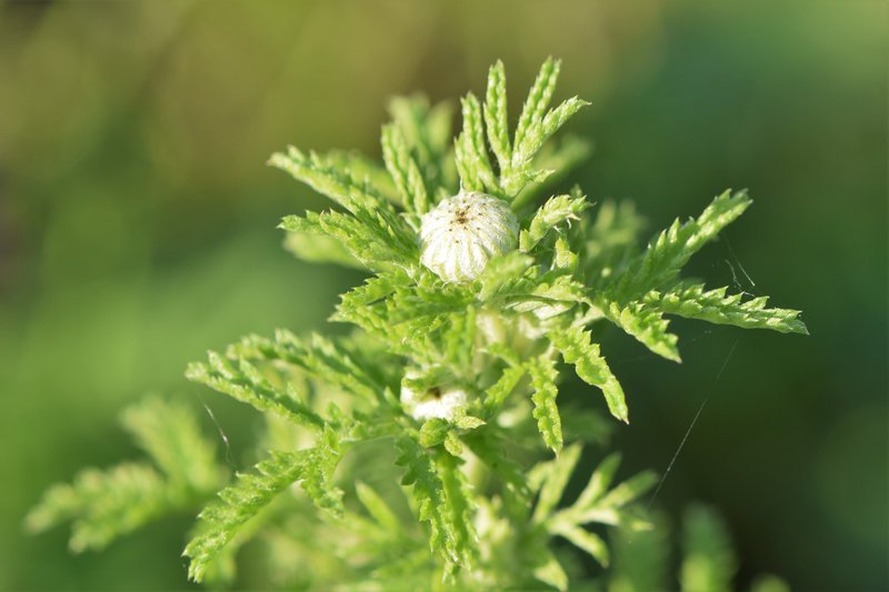 Golden Chamomile photo 6