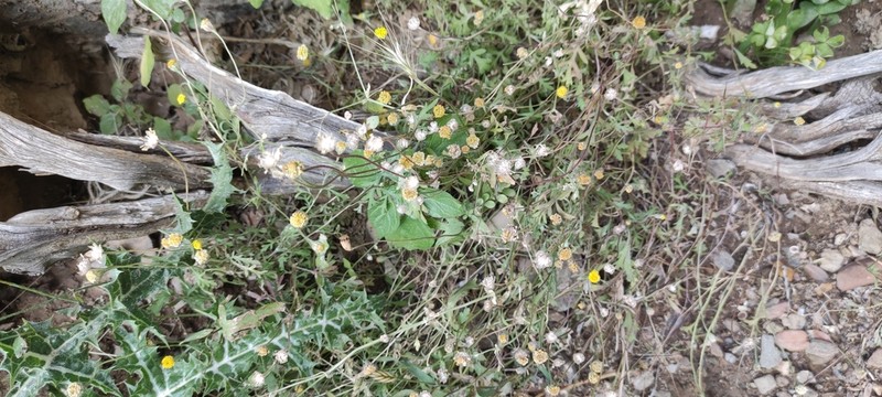Anthemis tomentella