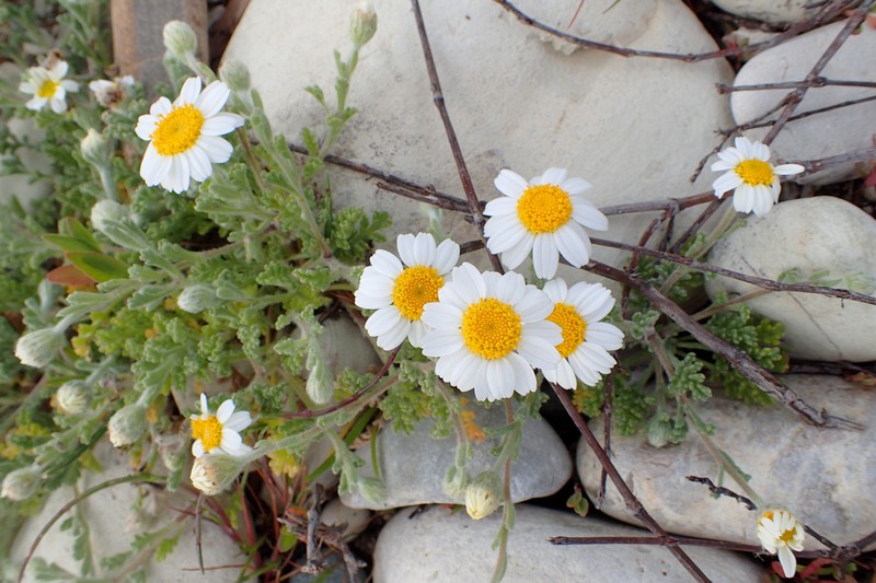 Anthemis tomentosa