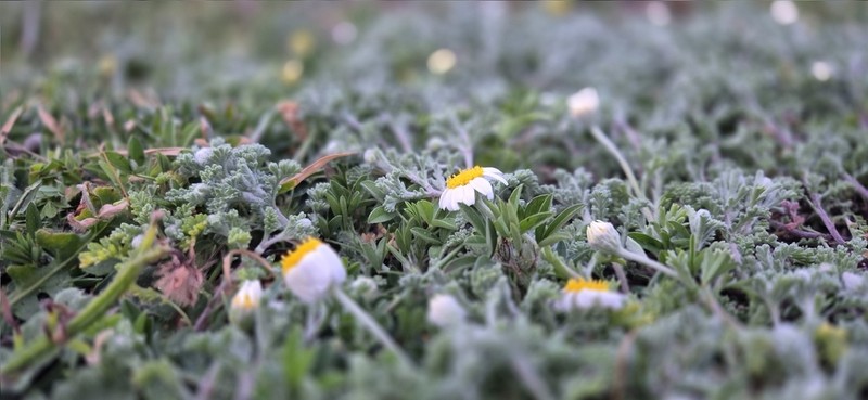 Anthemis tomentosa photo 2