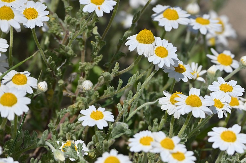 Anthemis tomentosa photo 3