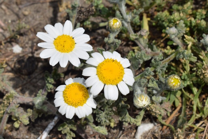 Anthemis tomentosa photo 4