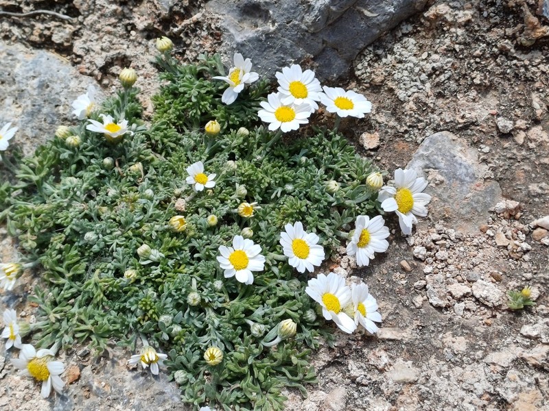 Anthemis tomentosa photo 5
