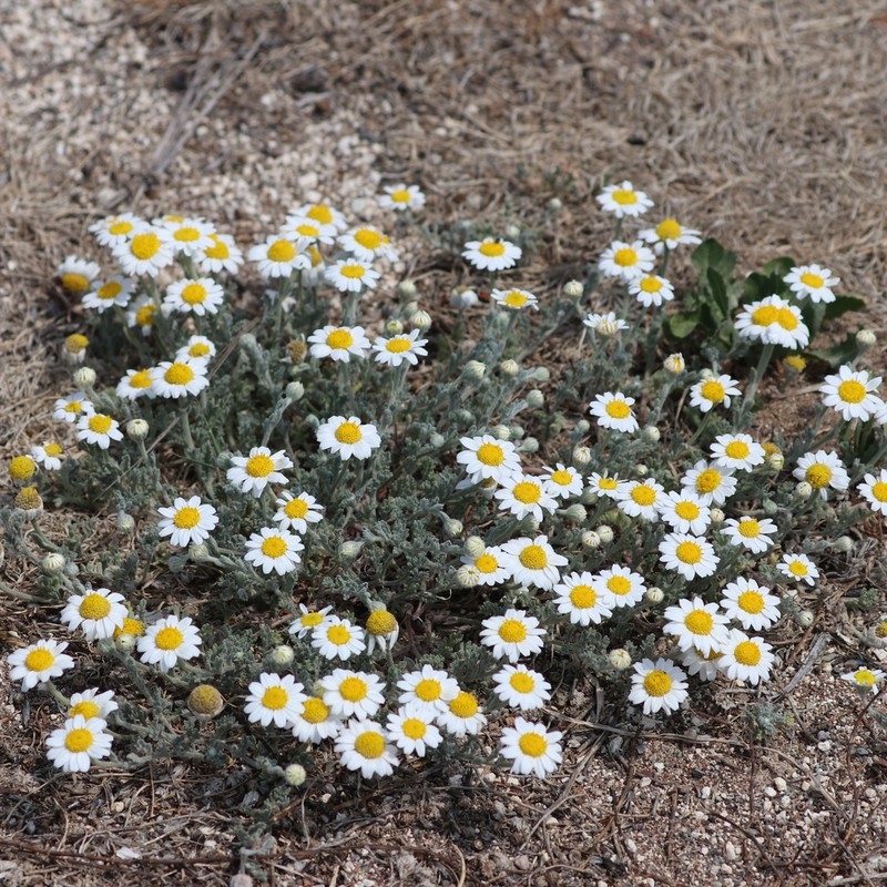 Anthemis tomentosa photo 6