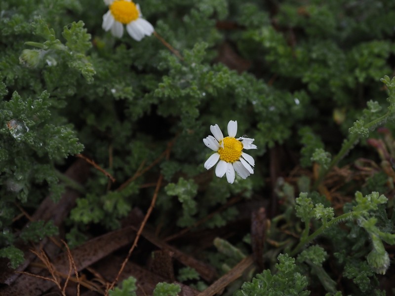Anthemis tomentosa photo 7