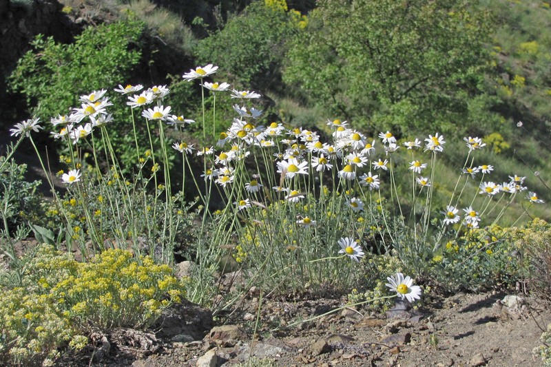Anthemis tranzscheliana photo 2