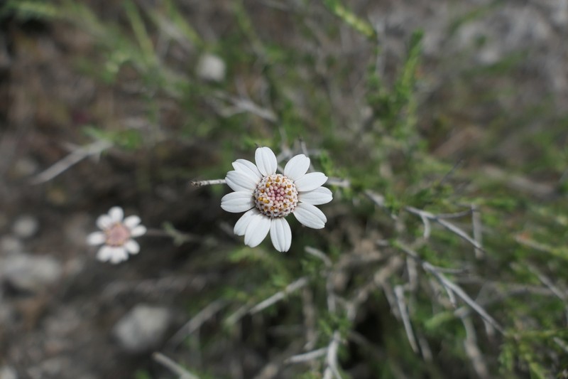 Anthemis tricolor