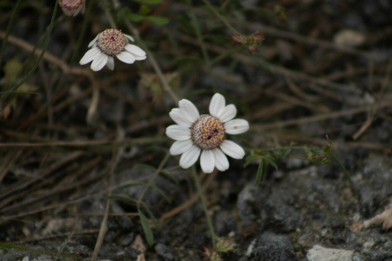 Anthemis tricolor photo 2